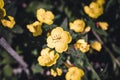 oenothera biennis or donkey or evening primrose yellow flower bush in full bloom on a background of green leaves and grass in the Royalty Free Stock Photo