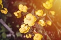 oenothera biennis or donkey or evening primrose yellow flower bush in full bloom on a background of green leaves and grass in the Royalty Free Stock Photo