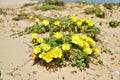 Roman aqueduct beach, evening primrose flower. Israel Royalty Free Stock Photo