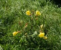 Oenothera drummondii in a field