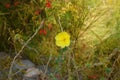 Oenothera drummondii in full blossom