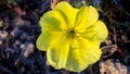 Oenothera flower