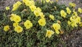 Oenothera flower