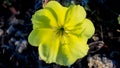 Oenothera flower