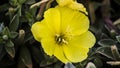 Oenothera flower