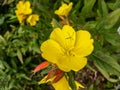 Oenothera fruticosa, narrow-leaved sundrops Royalty Free Stock Photo