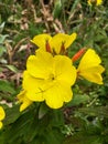 Oenothera fruticosa, narrow-leaved sundrops