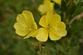 Oenothera fruticosa Ã¢â¬â Sundrop or Prairie Sundrops two flowers horizontal Royalty Free Stock Photo