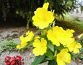 Oenothera fruticosa Primrose flowers Royalty Free Stock Photo