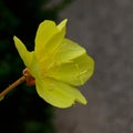 Oenothera fruticosa Ã¢â¬â Sundrop or Prairie Sundrops center detail macro square Royalty Free Stock Photo