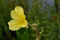 Oenothera fruticosa Ã¢â¬â Sundrop or Prairie Sundrops horizontal Royalty Free Stock Photo