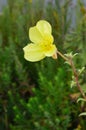 Oenothera fruticosa Ã¢â¬â Sundrop or Prairie Sundrops vertical Royalty Free Stock Photo