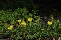 Oenothera laciniata flowers Royalty Free Stock Photo