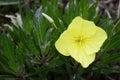 Oenothera macrocarpa with bright yello flowers Royalty Free Stock Photo