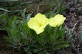 Oenothera macrocarpa with bright yello flowers Royalty Free Stock Photo