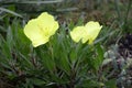 Oenothera macrocarpa with bright yello flowers Royalty Free Stock Photo