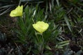 Oenothera macrocarpa with bright yello flowers Royalty Free Stock Photo