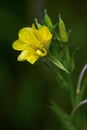 Oenothera macrocarpa, Missouri evening primrose flowering plant Royalty Free Stock Photo