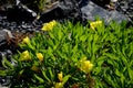 The large-fruited evening primrose will captivate you and attract you with its bright, yellow flowers, which open in the early