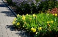 The large-fruited evening primrose will captivate you and attract you with its bright, yellow flowers, which open in the early