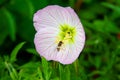 Oenothera rosea, also known as rosy evening-primrose