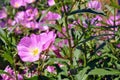 Oenothera rosea flowers