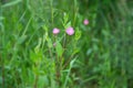 Oenothera Rosea