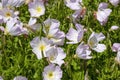 Pink flowers of a oenothera speciosa or evening primrose Royalty Free Stock Photo