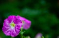 Two flawers of Oenothera speciosa, Pinkladies, A Closeup of Texas Pink Evening or Showy Evening Primrose Wildflowers. Selective Royalty Free Stock Photo