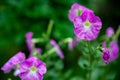 Oenothera speciosa, Pinkladies, A Closeup of a Cluster of Texas Pink Evening or Showy Evening Primrose Wildflowers. Epilobium