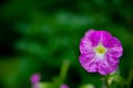 Oenothera speciosa, Pinkladies, A Closeup of Texas Pink Evening or Showy Evening Primrose Wildflowers. Selective focus and green