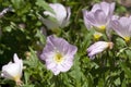 Pink flowers of a oenothera speciosa or evening primrose plant in the sunshine Royalty Free Stock Photo