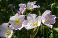 Pink flowers of a oenothera speciosa or evening primrose plant in the garden Royalty Free Stock Photo