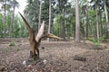 Oertijdmuseum-Boxtel-12-06-2022: Pterodactyl - prehistoric era wing dinosaur flying at forest