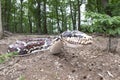 Oertijdmuseum-Boxtel-12-06-2022: Snake at museum forest, The Netherlands