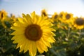 An off-center close-up of a single sunflower in a field Royalty Free Stock Photo