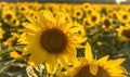 An off-center close-up of two sunflowers in a field Royalty Free Stock Photo