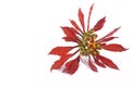 An off centered Poinsettia isolated