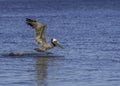 Pelican take off from water Royalty Free Stock Photo