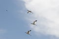 Avocet cruzing Bohai looking for his daily needs