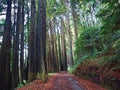 Coast Road through Red Wood Grove Royalty Free Stock Photo