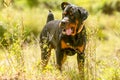 Off Leash Rottweiler Dog Royalty Free Stock Photo