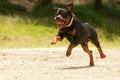 Off Leash Rottweiler Dog Royalty Free Stock Photo