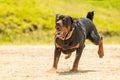 Off Leash Rottweiler Dog Royalty Free Stock Photo