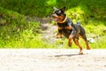 Off Leash Rottweiler Dog Royalty Free Stock Photo