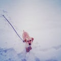 Off-leash yellow lab puppy in the snow on a snowy winter day in Royalty Free Stock Photo