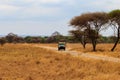Off road car driving in Tarangire national park in Tanzania