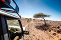 Off road car going through savanna in moroccan hamada desert Erg Chigaga near Four Zguid with acacia trees Royalty Free Stock Photo