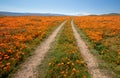 Off road dirt road through California Golden Orange Poppies under blue sky in the high desert of southern California Royalty Free Stock Photo