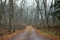 Off-road dirt track through sparse wood forest Royalty Free Stock Photo